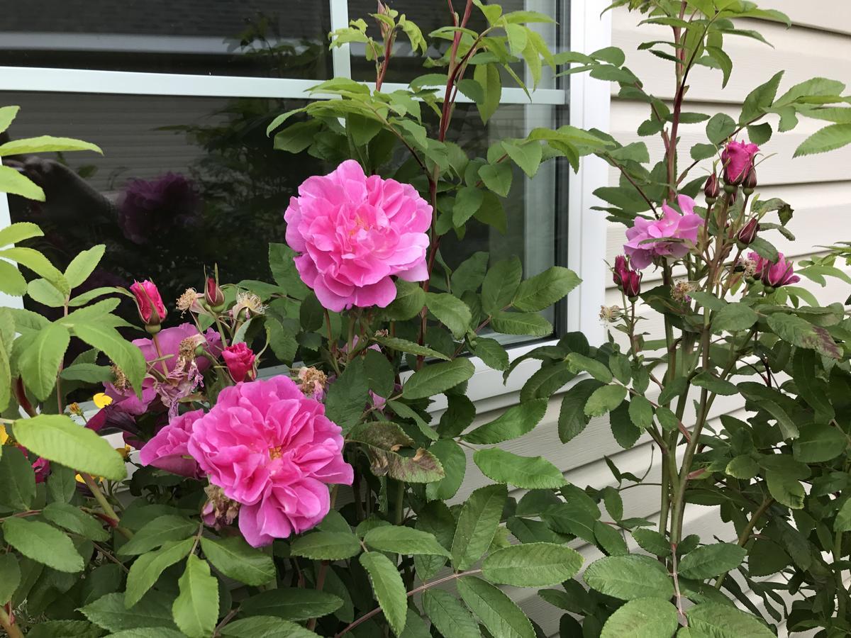 Alaska Garden Gate B&B Palmer Zewnętrze zdjęcie